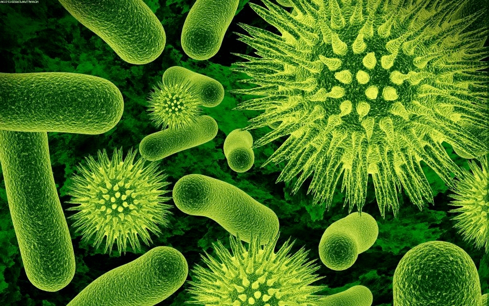 як бактерії потрапляють до організму