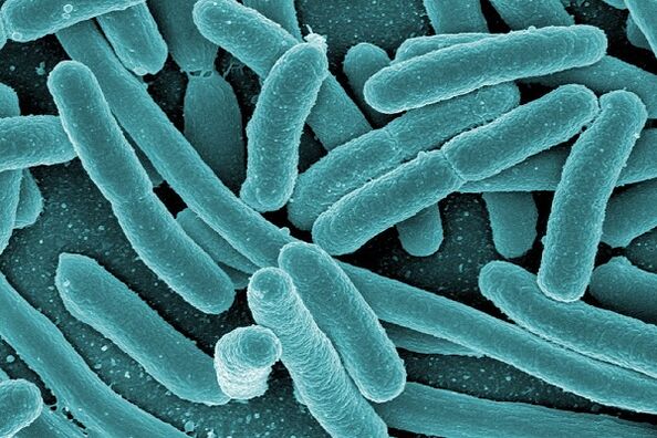 бактерії, що викликають інфекційний простатит